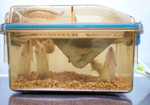 造模實驗-骨科類疾病模型